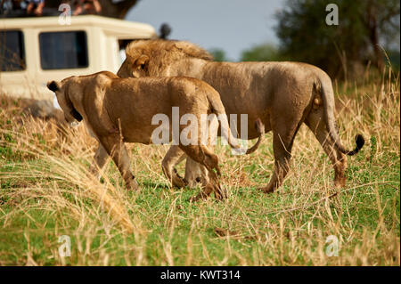 Touristische beobachten ein paar Löwen Stockfoto