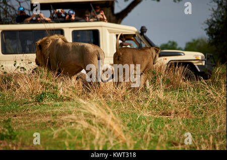 Touristische beobachten ein paar Löwen Stockfoto