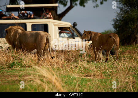 Touristische beobachten ein paar Löwen Stockfoto