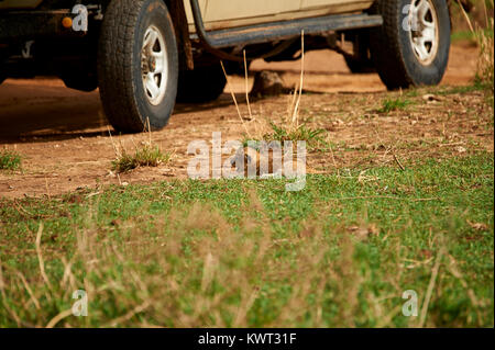 Lion cub entlang zu schlendern und auf der Suche nach Eltern Stockfoto