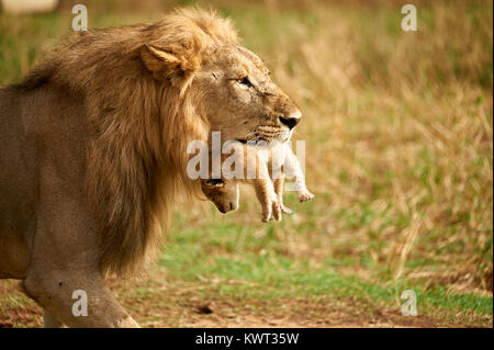 Männlicher Löwe, der einen seiner Jungen trägt - (seltenes Vorkommen) Stockfoto