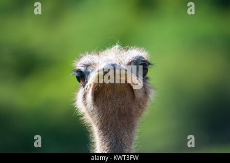 Strauß an Kamera Stockfoto