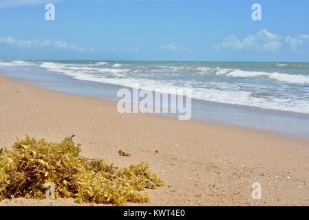 Braun makro Algen, Seegras, an einem einsamen Strand, Bagal Beach in der Nähe von Townsville, Queensland, Australien Stockfoto