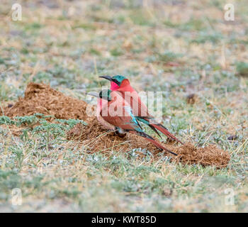 Ein paar der Südlichen Carmine Bienenfresser auf dem Boden in der Namibischen Savanne gehockt Stockfoto