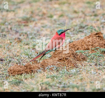 Eine südliche Carmine Bee-eater auf dem Boden in der Namibischen Savanne gehockt Stockfoto