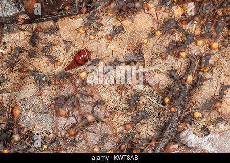 Diese ungewöhnliche, rötlich-braunes Insekt ist ein Rove beetle. Diese besondere Spezies parasitizes Kolonien von wanderameisen, ihre Ressourcen stehlen, während Stockfoto