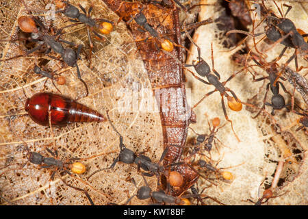 Diese ungewöhnliche, rötlich-braunes Insekt ist ein Rove beetle. Diese besondere Spezies parasitizes Kolonien von wanderameisen, ihre Ressourcen stehlen, während Stockfoto