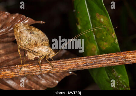 Eine gut getarnte tote Blätter imitieren, katydid (Orthoptera, Familie Tettigoniidae) ovipositing (Eier) in einem Stamm. Tieflandregenwälder von Stockfoto