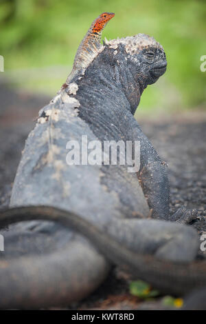 Eine weibliche Galapagos lava Lizard (Microlophus albemarlensis) thront auf einem Galapagos mariner Leguan (Amblyrhynchus cristatus albemarlensis). Stockfoto