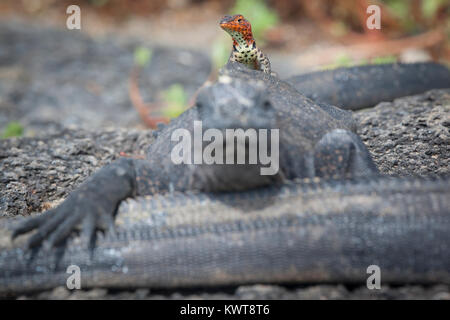 Eine weibliche Galapagos lava Lizard (Microlophus albemarlensis) thront auf einem Galapagos mariner Leguan (Amblyrhynchus cristatus albemarlensis). Stockfoto