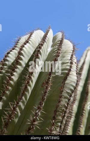 In der Nähe von Kaktus im Outback, Cabo San Lucas, Baja California Sur, Mexiko. Stockfoto