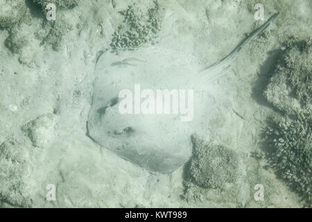 Diamond Stingray (Dasyatis dipterura) vor der Küste von der Insel Santa Cruz, Galápagos. Stockfoto