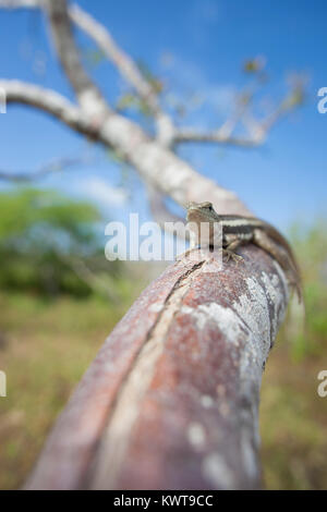 San Cristobal lava Lizard (Microlophus bivittatus) auf einem Ast sitzend. Stockfoto