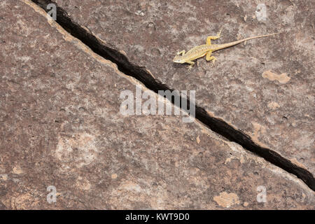 San Cristobal lava Lizard (Microlophus bivittatus) auf einem Felsen thront. Stockfoto