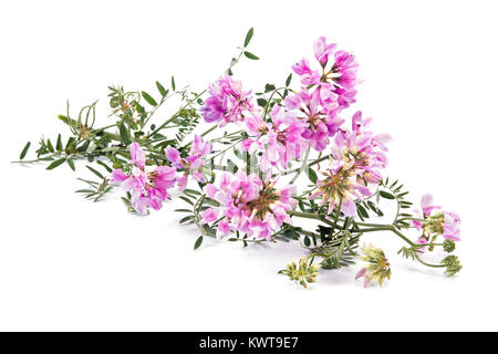 Blühende Feld anlage Vicia es auf einem weißen Hintergrund isoliert ist. Stockfoto