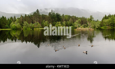 Enten schwimmen in einem Teich im Wald oben Glencoe Dorf in den Bergen im westlichen Hochland von Schottland. Stockfoto