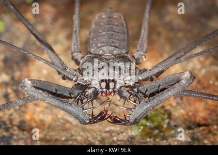 Vorderansicht eines schwanzlosen Peitsche scorpion (Amblypigid), mit einem klaren Blick für Ihre ungeheure Fangbeine. Stockfoto