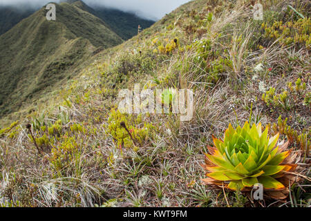 Gräser und ausgestreckten Gefäßpflanzen dominieren die Elevation paramo Ökosystem der Anden. Podocarpus National Park, Cajanuma Sektor, Ecuador. Stockfoto