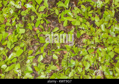 Schwarm von Leaf-cutter Ameisen mit Fragmenten der Blätter auf dem Weg zurück in ihr Nest. Rio Napo, Ecuador. Stockfoto