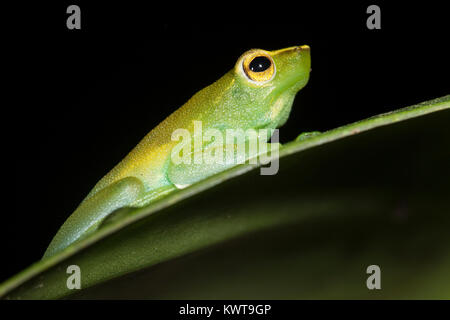 Mehr hatchet - Frosch konfrontiert (Sphaenorhynchus lacteus) bei Nacht. Rio Napo, Ecuador. Stockfoto