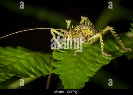 Ein außergewöhnlich gut getarnten katydid, ähnlich wie ein Patch von Moss. Dies ist ein ausgezeichnetes Beispiel für Krypsis. Stockfoto