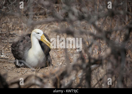 Eine besonders gefährdete winkte Albatross (Phoebastria irrorata). Isla de la Plata, Ecuador. Stockfoto