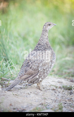 Verrußtes Grouse (Dendragapus Fuliginosus) in den Lassen Volcanic National Park, Kalifornien, USA. Stockfoto