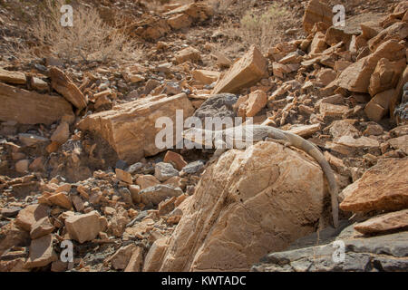 (Chuckwalla Sauromalus ater [ehemals Saurmalus obesus] bekannt) auf einem Felsen im Death Valley National Park, Nevada, USA thront. Stockfoto