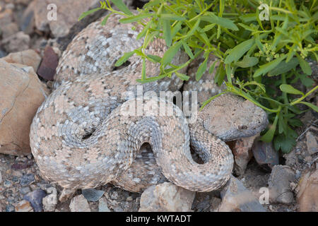 Wild Panamint Klapperschlange (gefleckte Klapperschlange, Crotalus mitchellii Stephensi) im Death Valley National Park, Nevada, USA. Stockfoto