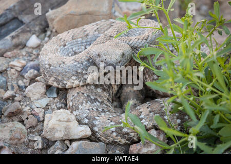 Wild Panamint Klapperschlange (gefleckte Klapperschlange, Crotalus mitchellii Stephensi) im Death Valley National Park, Nevada, USA. Stockfoto