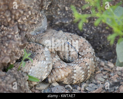 Wild Panamint Klapperschlange (gefleckte Klapperschlange, Crotalus mitchellii Stephensi) Verkostung der Luft mit seiner Zunge in Death Valley National Park, Nevada, Stockfoto