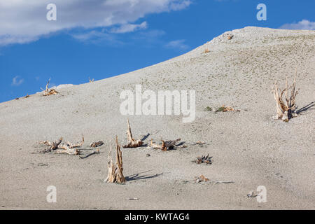 Tote baumstümpfe von alten Wachstum große Bassin bristlecone Pinie (Pinus longaeva) in der Alten Bristlecone Pine Forest (Kalifornien, USA). Stockfoto