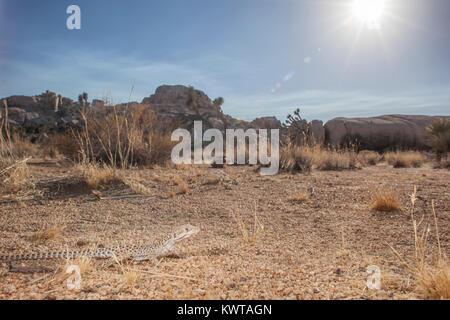 Spitzzange leopard Lizard (Gambelia wislizenii) in Joshua Tree National Park, Kalifornien, USA. Stockfoto