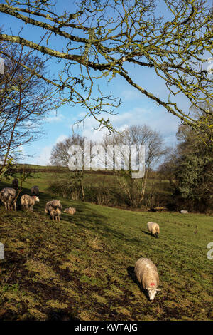 Schafe in der Wiese in der Nähe von Dunsford, eine domestizierte Wiederkäuer Säugetier mit einer dicken, wolligen Fell und (in der Regel nur in der männlichen) gewundene Hörner. Sumpf, Schlamm, slu Stockfoto