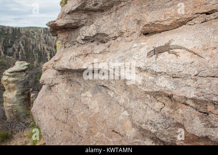 Berg stachelige Echse (Sceloporus Jarrovii) auf einem Felsen. Stockfoto