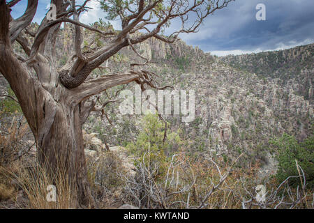 Fast-toten Alligator Wacholder (Juniperus deppeana) - nur ein Teil der 1 wichtigsten Zweig noch lebt (die Niederlassung mit Rinde). Mit Blick auf die HOODOOS Stockfoto