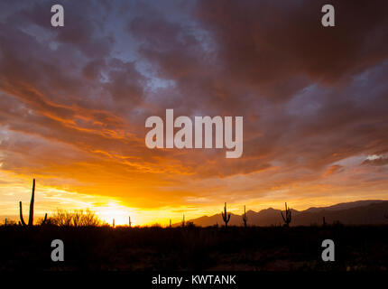 Silhouetten von Saguaro Kakteen (Carnegiea gigantea) bei Sonnenuntergang, Saguaro National Park, Arizona, USA. Stockfoto