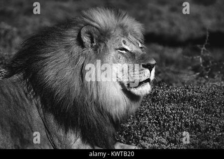 Ein monochromes Kalahari lion Panthera leo, an kuzuko in der Eastern Cape Provinz von Südafrika Stockfoto