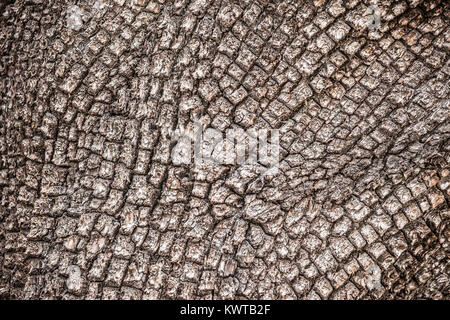 Nahaufnahme der rauhe strukturierte Rinde von ein Alligator, Wacholder (Juniperus deppeana). Stockfoto