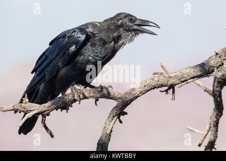 Kolkrabe (Corvus Corax) mit offenem Mund, rufe an, während Sie auf einem Baumstumpf thront. Stockfoto