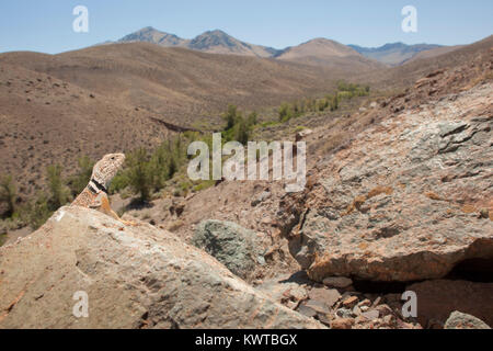 Great Basin collared Lizard (Crotaphytus bicinctores), hoch auf einem Felsen, mit einem herrlichen Blick auf eine Bergkette dahinter. Stockfoto