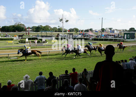 Pferde und Jockeys erreichen die Winning Post bei Garrison Savannah Pferderennbahn in Bridgetown, Barbados. Stockfoto