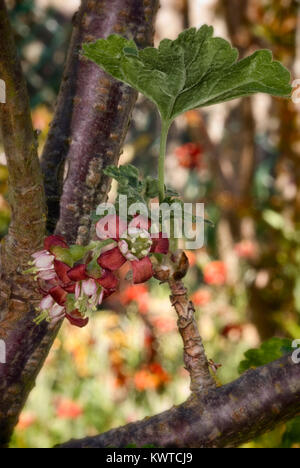 Jostabarry Blume (Ribes nidigrolaria "JOSTA"), Hybrid von schwarzen Johannisbeeren und Stachelbeeren Stockfoto