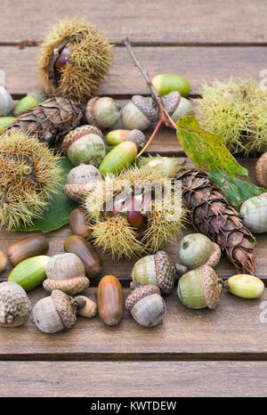 Sammlung von Nüsse und Samen. Eicheln, Kastanien und Kegel auf einem Holztisch. Stockfoto