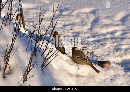 Zwei weibliche Grosbeaks mit zwei männlichen Redpolls am 30 Dezember, 2017 um 4:10 Uhr Stockfoto