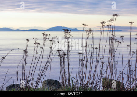 Trockenen Blüten auf langen Stielen Form zarte Silhouetten am Ufer des Semiahmoo Bay mit Blick auf die blau, sanften Hügeln von Washingtons San Juan Inseln Stockfoto