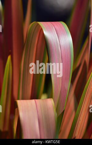 Rosa und grünen Blätter von zierpflanzen Flachs (phormium Spaßvogel. Stockfoto