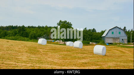 Heuballen in Kunststoff und Holz Scheune gewickelt, Nova Scotia, Kanada Stockfoto