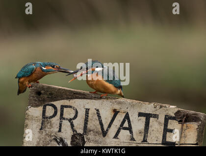 Eisvogel, Fisch Stockfoto