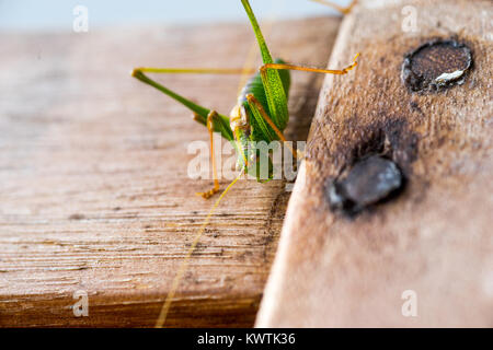 Grashopper oder Kricket auf Holzbrett isoliert Stockfoto